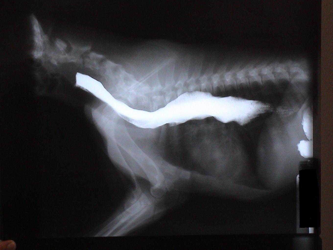 A black and white x-ray of a cat 's stomach