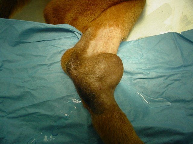 A dog with a large lump on its leg