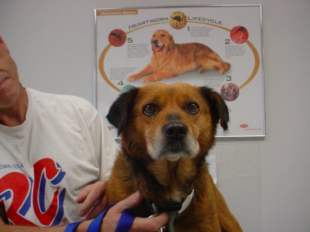 A man in a red white and blue shirt holds a brown dog