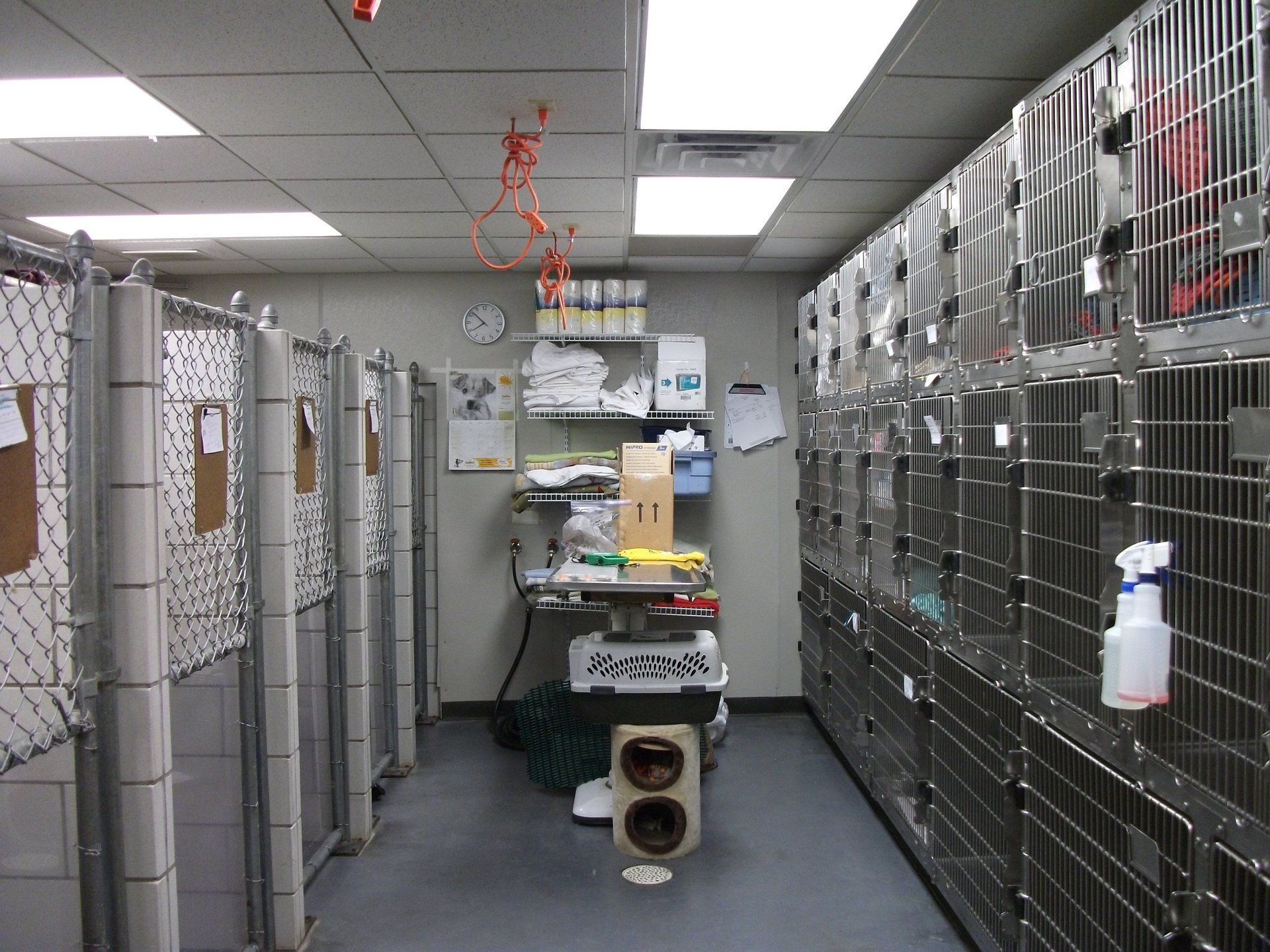 pet clinic