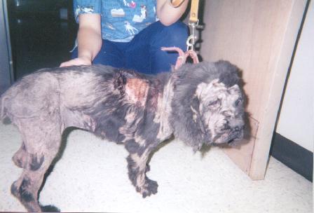 A person is holding a dog with a lot of hair on it