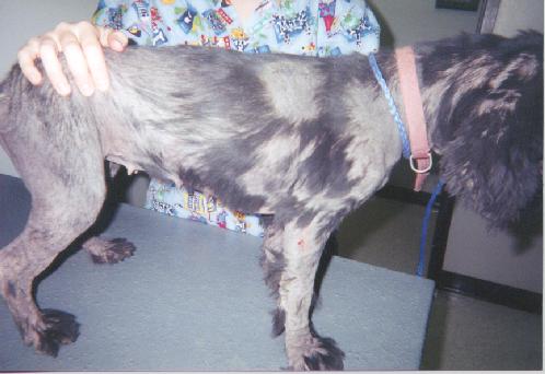 A person is holding a dog with a collar on a table.