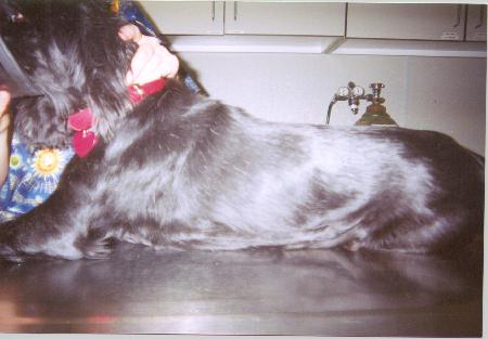 A black dog with a red collar is laying on a table