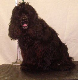 A cocker spaniel is sitting on a table with its tongue out