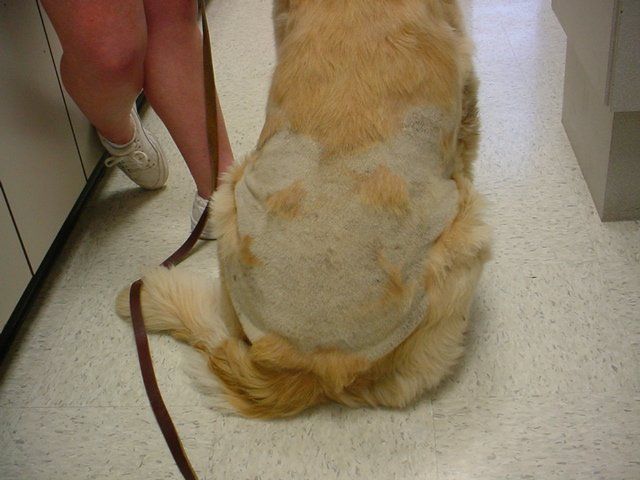 A dog with a shaved head is sitting next to a person on a leash