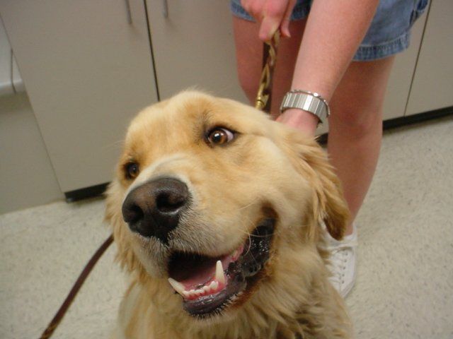 A woman is holding a leash on a dog that is smiling