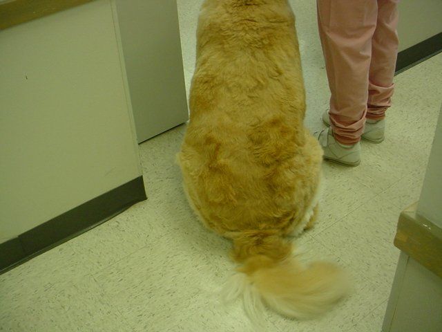A dog is sitting on the floor next to a person in pink pants.