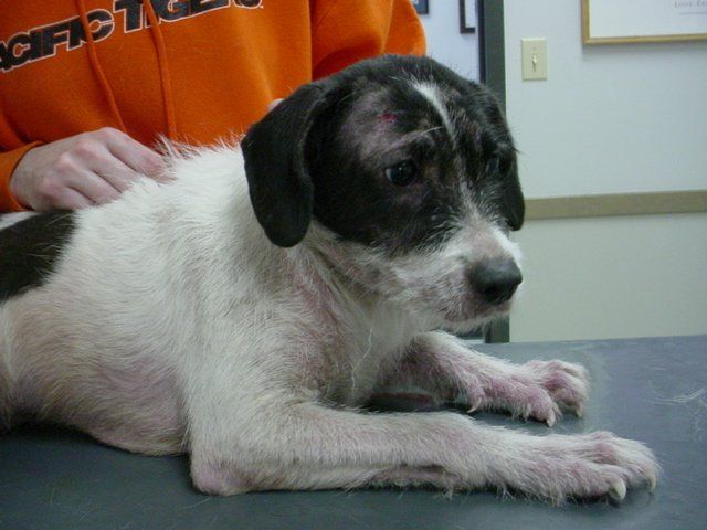 A black and white dog laying on a table with a person in an orange sweatshirt behind it