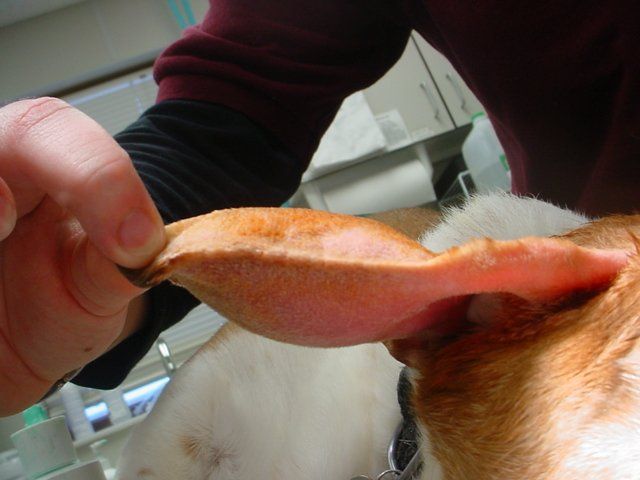 A person is examining the ear of a dog