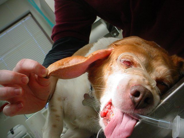 A dog with its tongue hanging out is being examined by a veterinarian