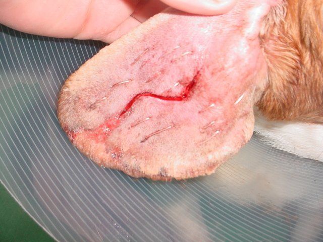 A close up of a dog 's ear with a stitch in it