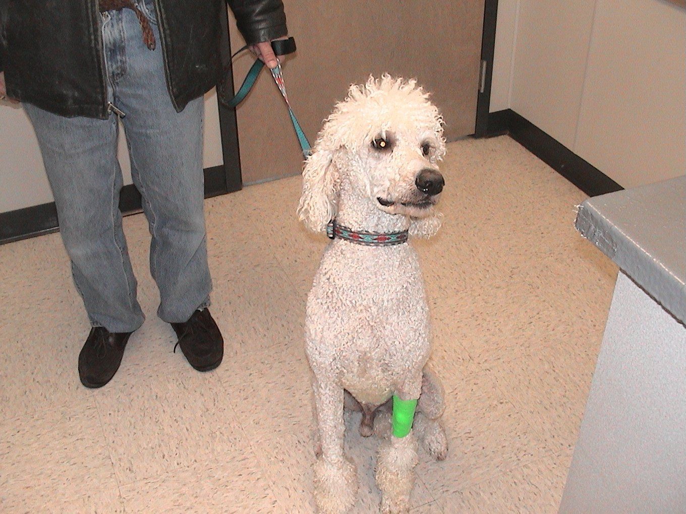 A white poodle with a green bandage on its leg