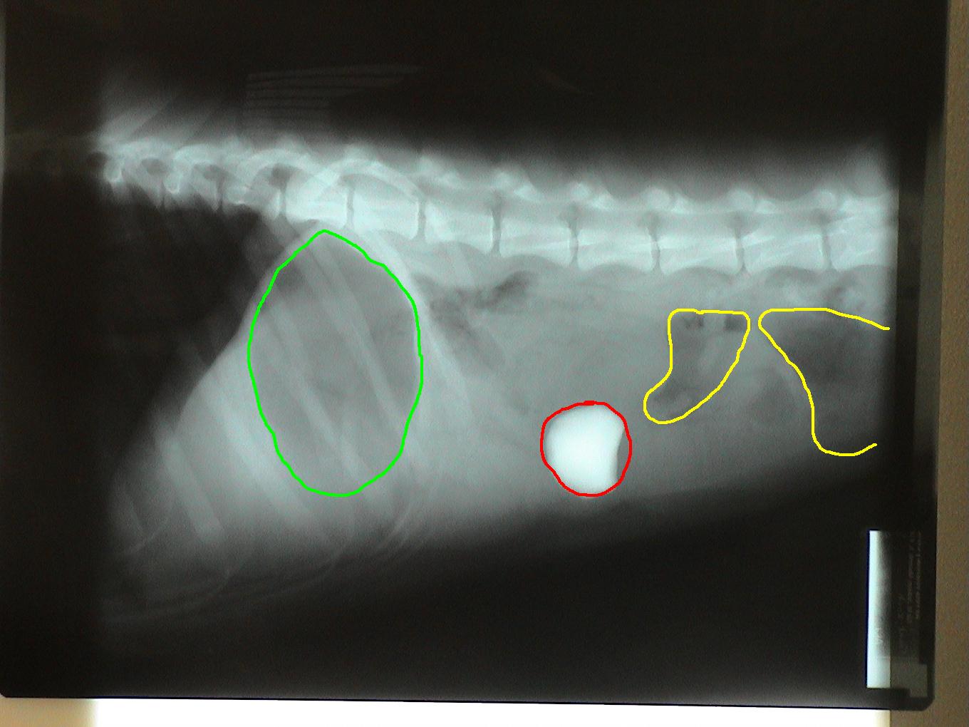 An x-ray of a dog 's stomach with a green circle and a yellow line.