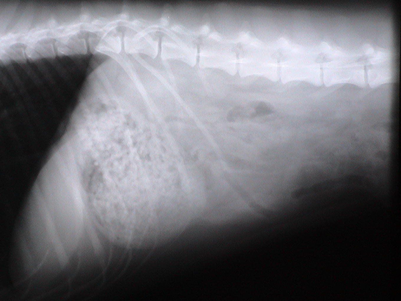 A black and white x-ray of a dog 's back and chest.