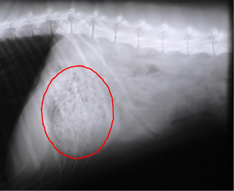 An x-ray of a dog with a red circle around it