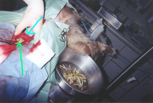A dog is being operated on with a green arrow pointing to the stomach