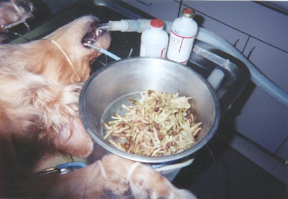 A dog is eating from a bowl of food