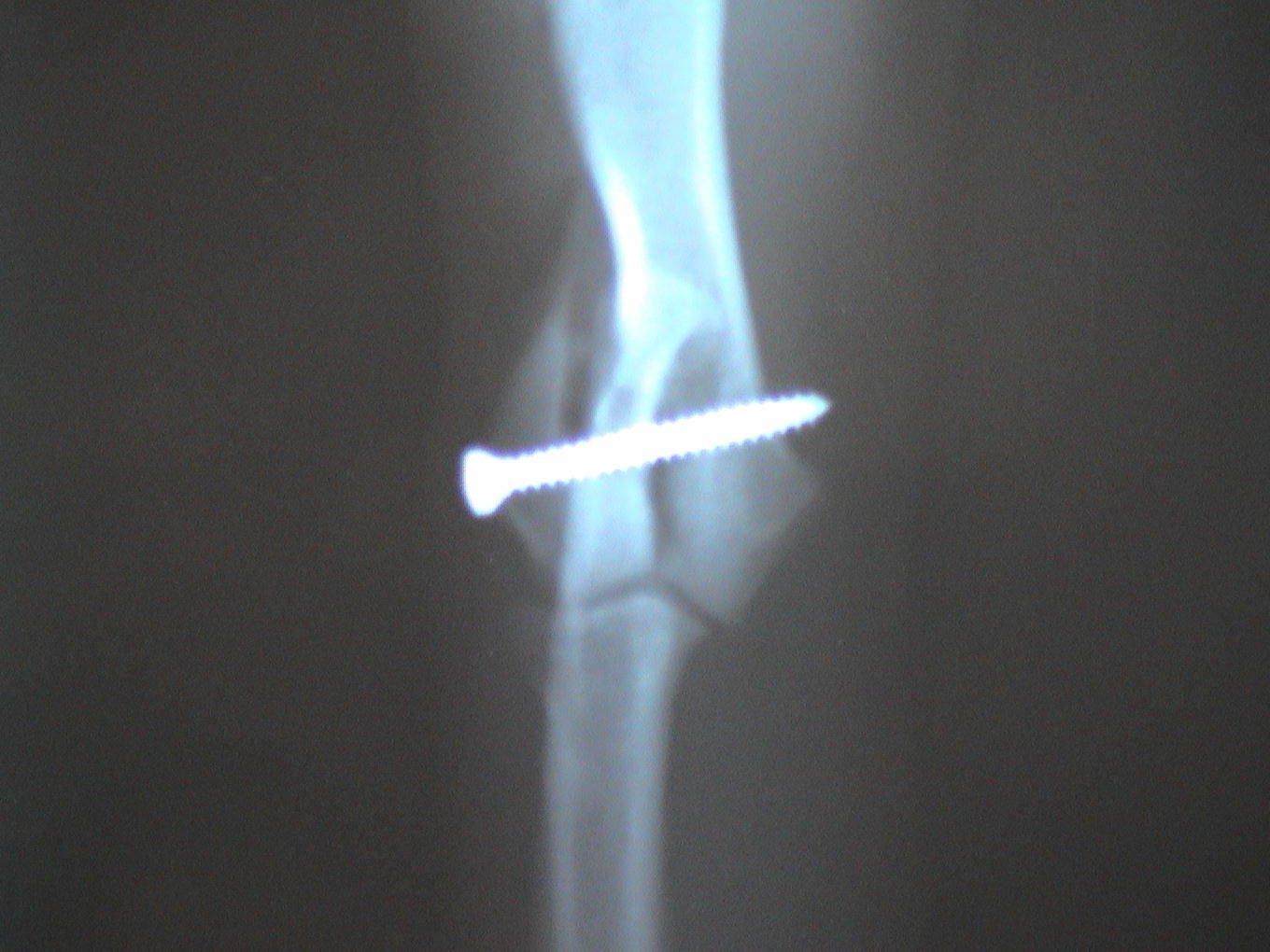 An x-ray of a dog 's leg with a screw in it