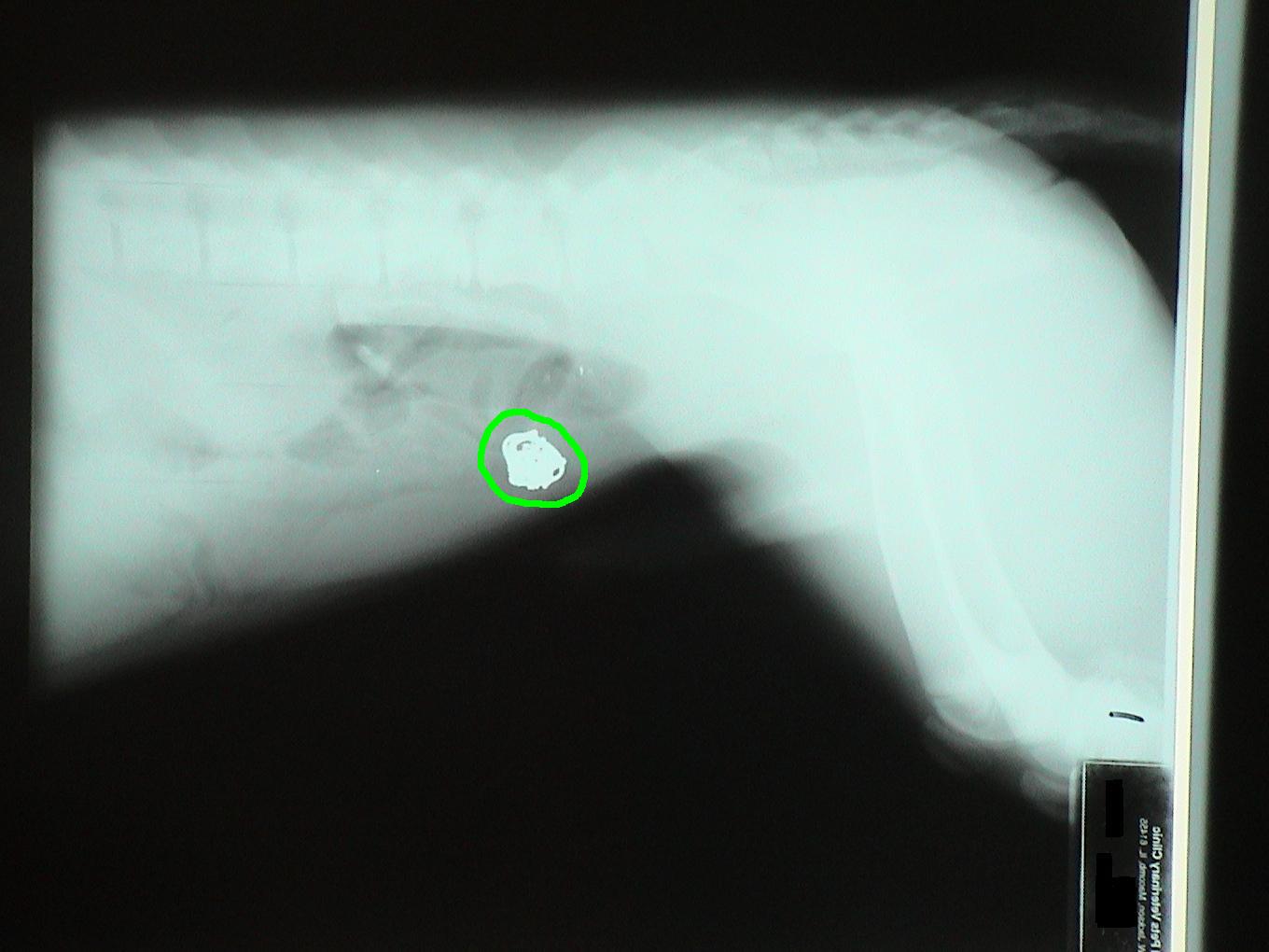 An x-ray of a dog 's chest with a green circle in the middle.