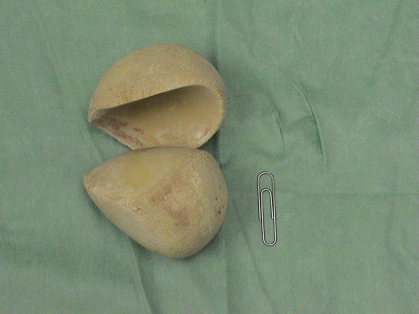Two potatoes are sitting on a green cloth next to a paper clip.