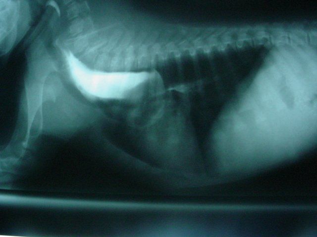 A close up of an x-ray of a dog 's chest.