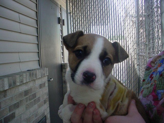 A person is holding a brown and white puppy in their hands