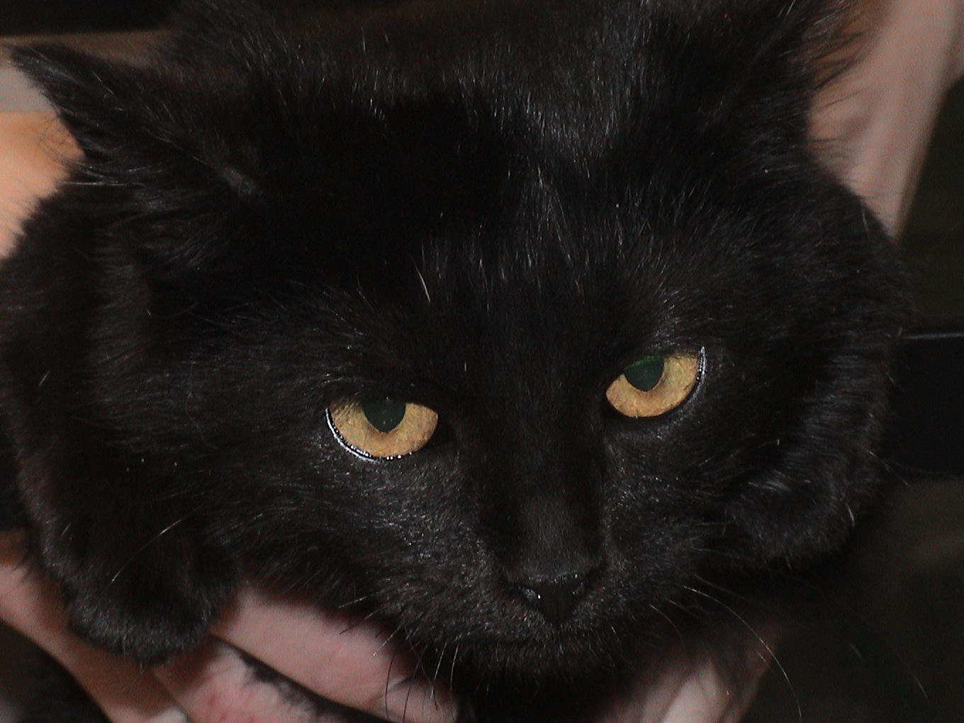 A person is holding a black cat with yellow eyes