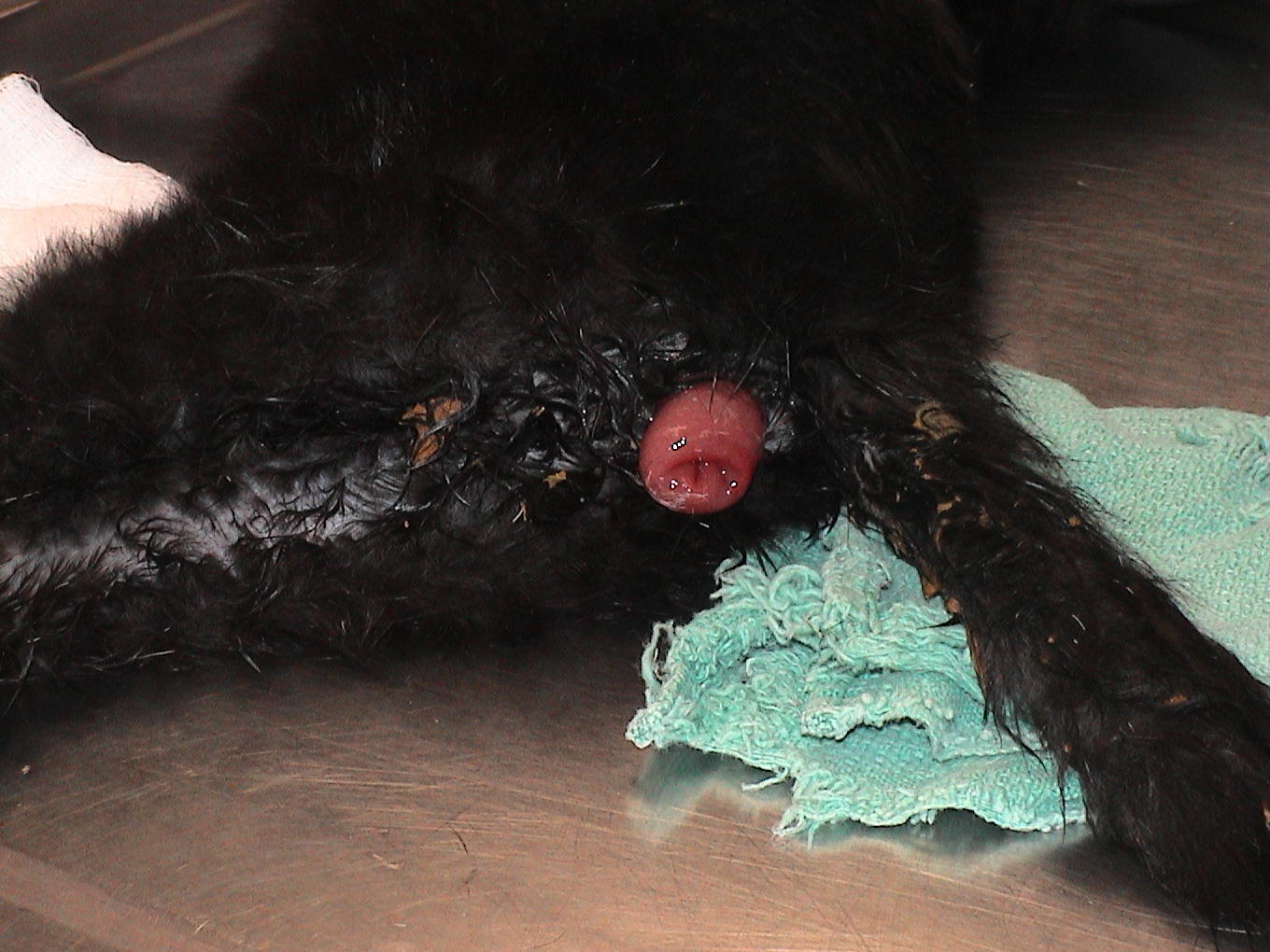 A black dog is laying on a table with a green towel on it.