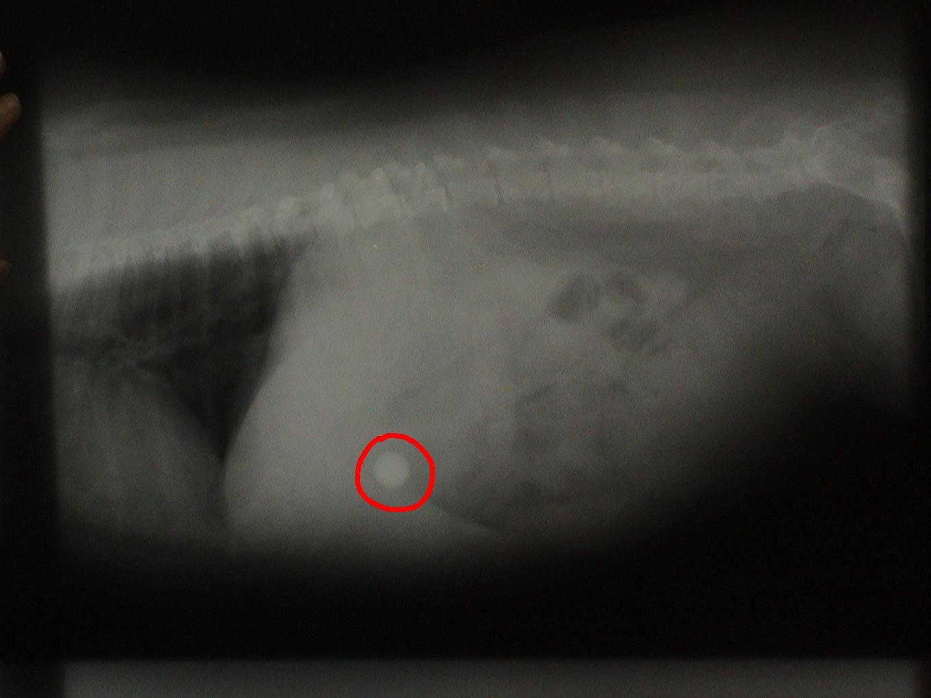 A black and white photo of a person 's chest with a red circle around it.