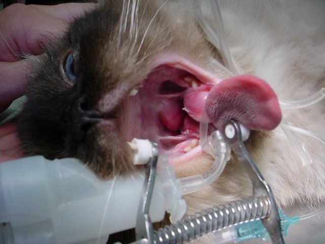 A close up of a cat 's mouth with its tongue sticking out