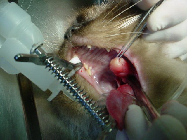 A cat is being operated on by a surgeon