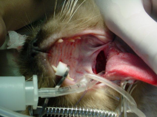 A close up of a cat with a syringe in its mouth