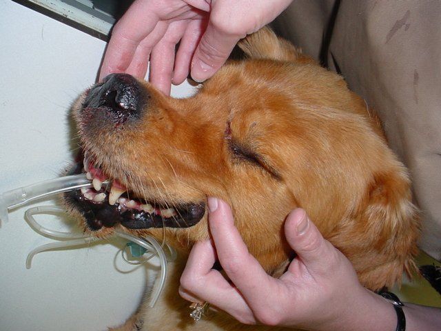 A close up of a dog being examined by a person