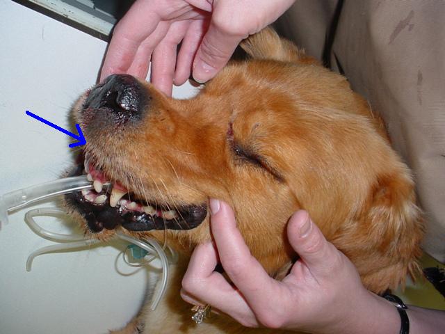 A person is examining a dog 's teeth with a blue arrow pointing to the mouth