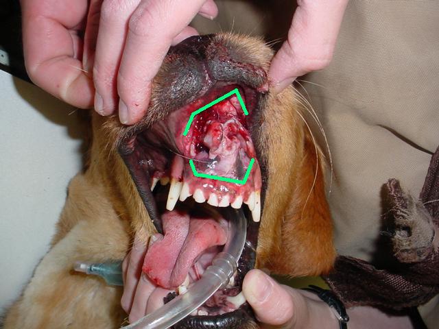 A dog with a hole in its mouth is being examined by a person