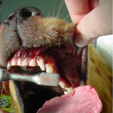 A person is brushing a dog 's teeth with a toothbrush
