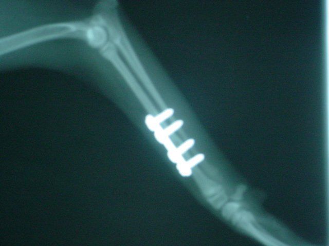 An x-ray of a dog 's arm with a screw in it