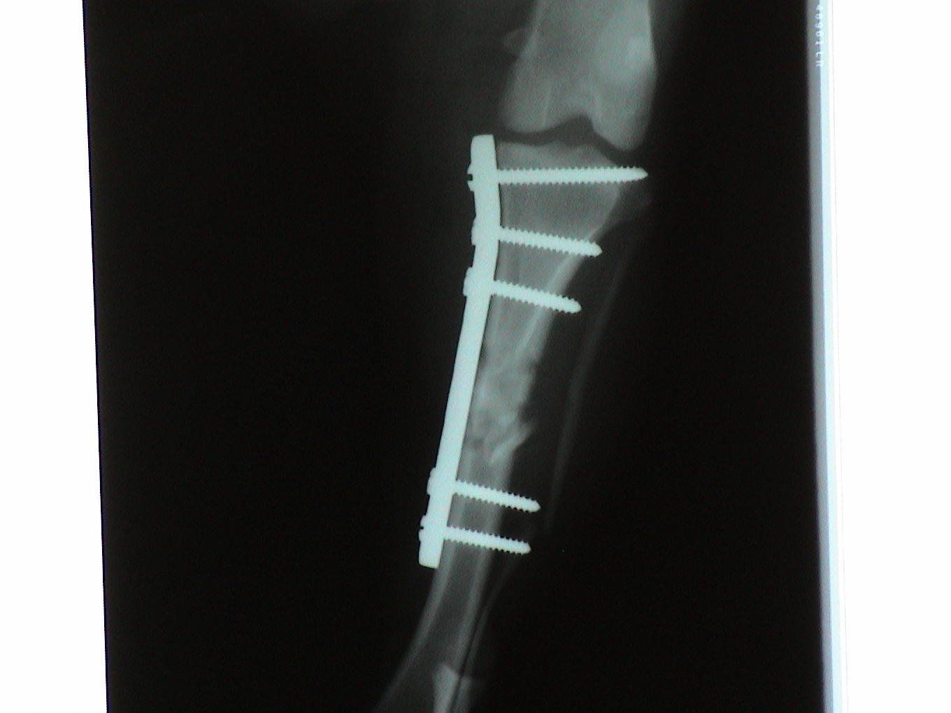 An x-ray of a dog 's leg with a screw in it.