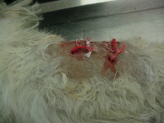 A white dog is laying on a table with a hole in its chest.