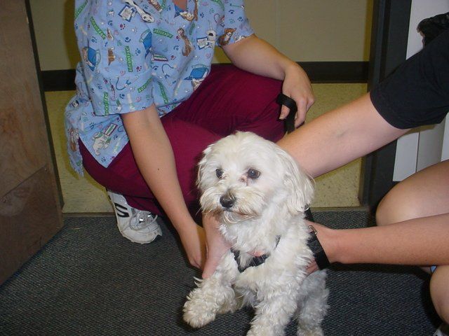 A woman in scrubs is kneeling down next to a small white dog
