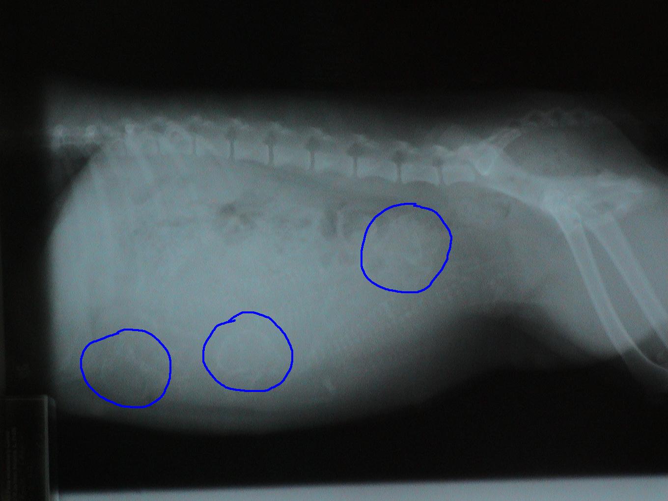 An x-ray of a dog 's stomach with three blue circles around it.