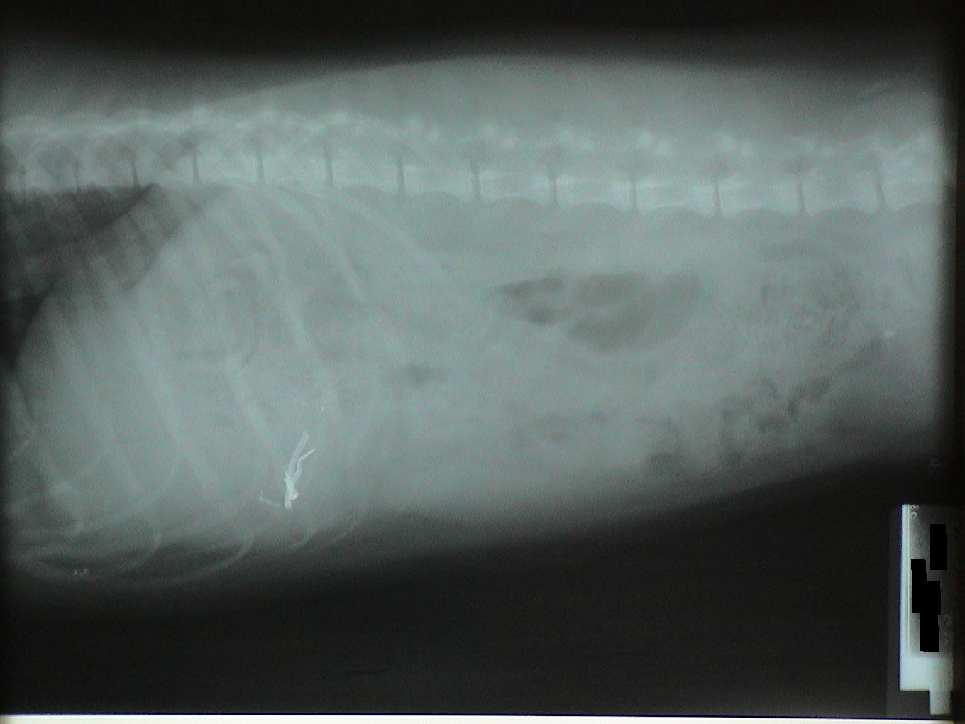 A black and white x-ray of a dog 's chest and stomach.