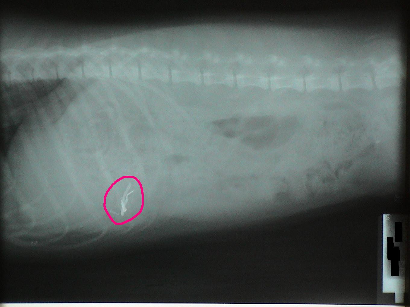 An x-ray of a dog 's stomach with a pink circle around it.
