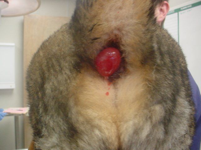 A close up of a dog with a red object in its mouth