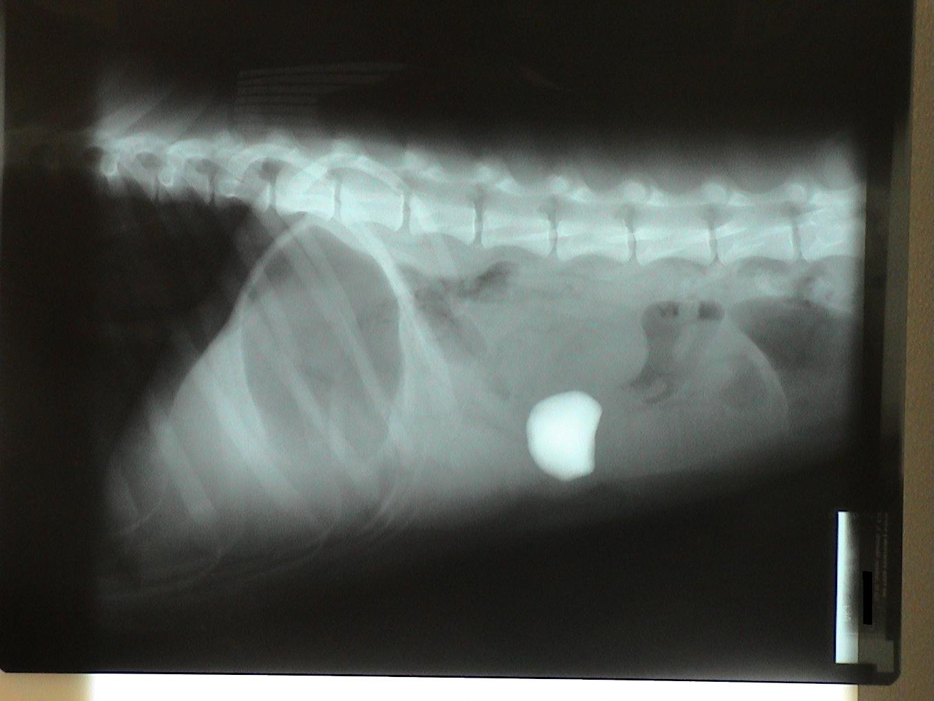A black and white x-ray of a dog 's stomach.