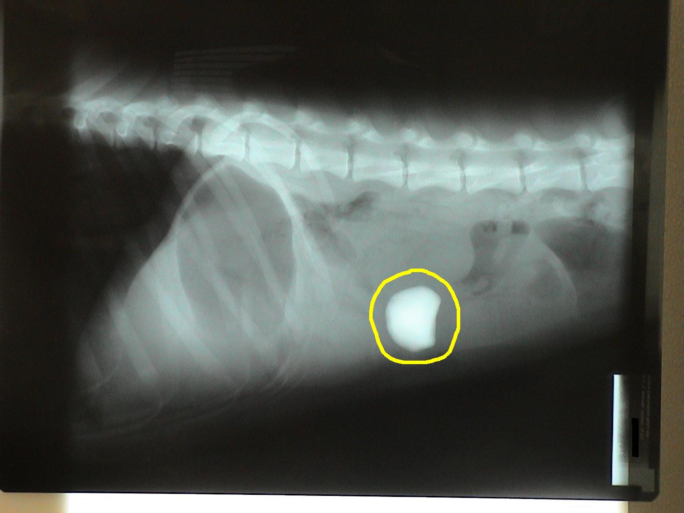 An x-ray of a dog 's stomach with a yellow circle around it.