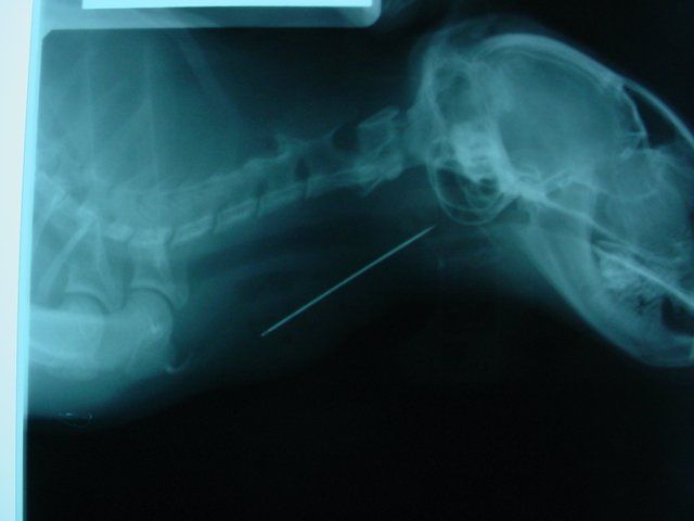 An x-ray of a cat with a needle in its mouth.