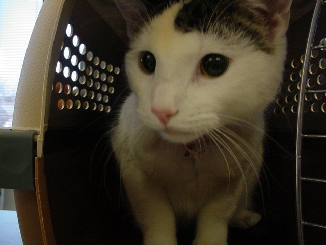 A black and white cat is sitting in a carrier