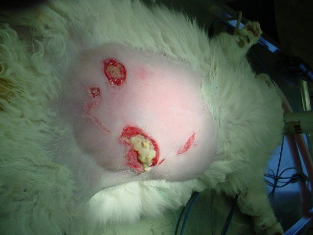 A close up of a cat 's stomach with a hole in it.