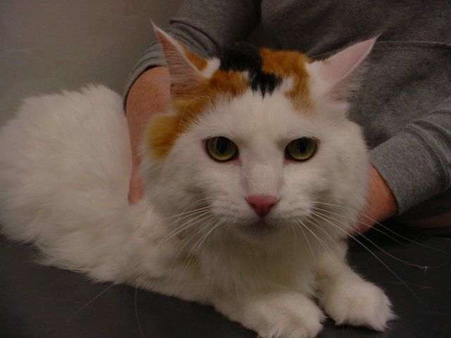 A calico cat is being held by a person